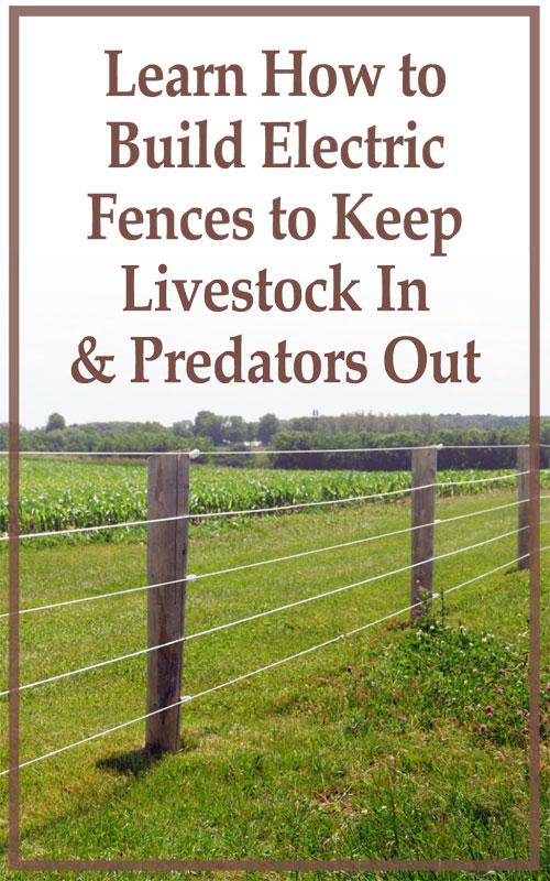 The Shocking Truth About Electric Fencing for Sheep Countryside